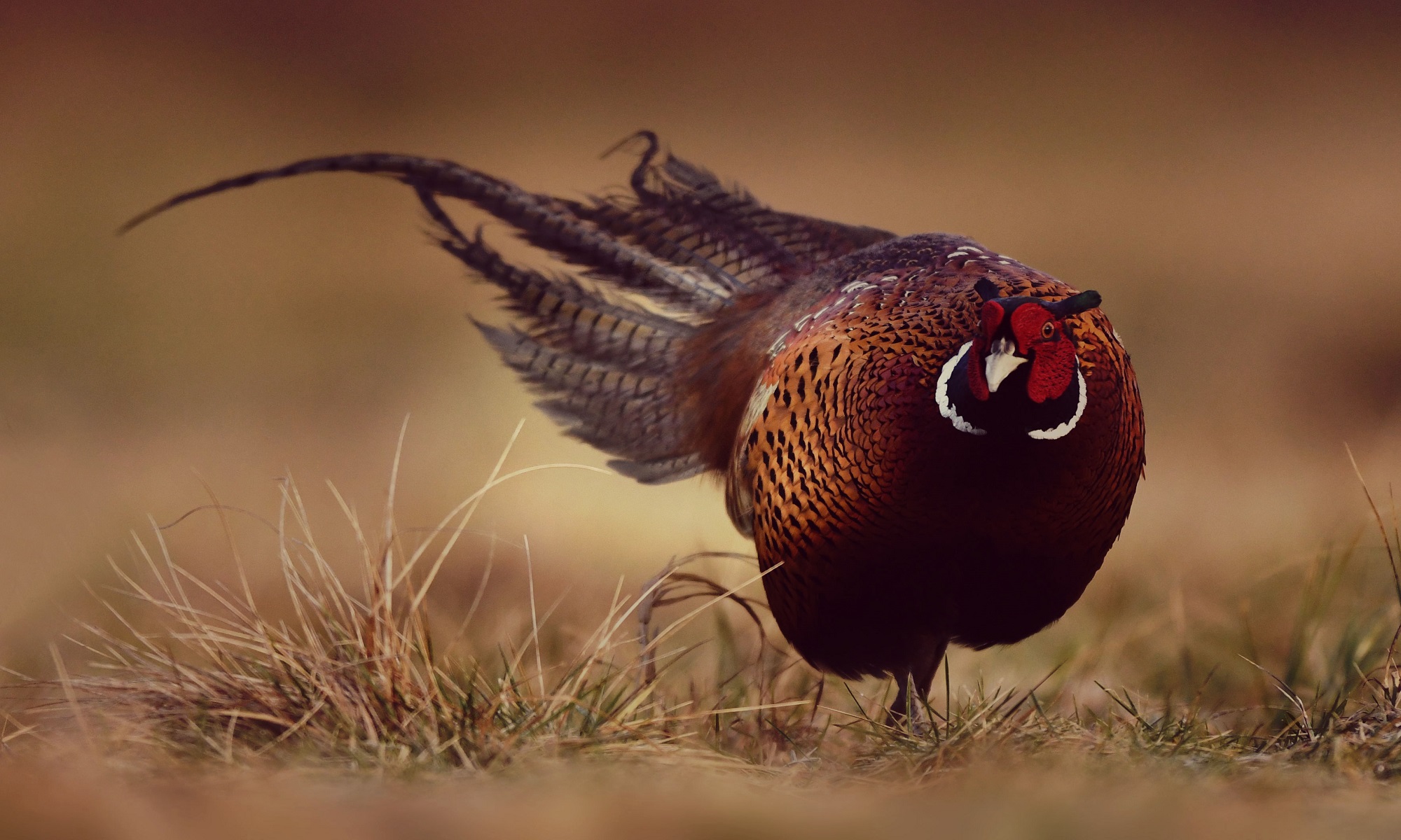 pheasant hunting upland new york