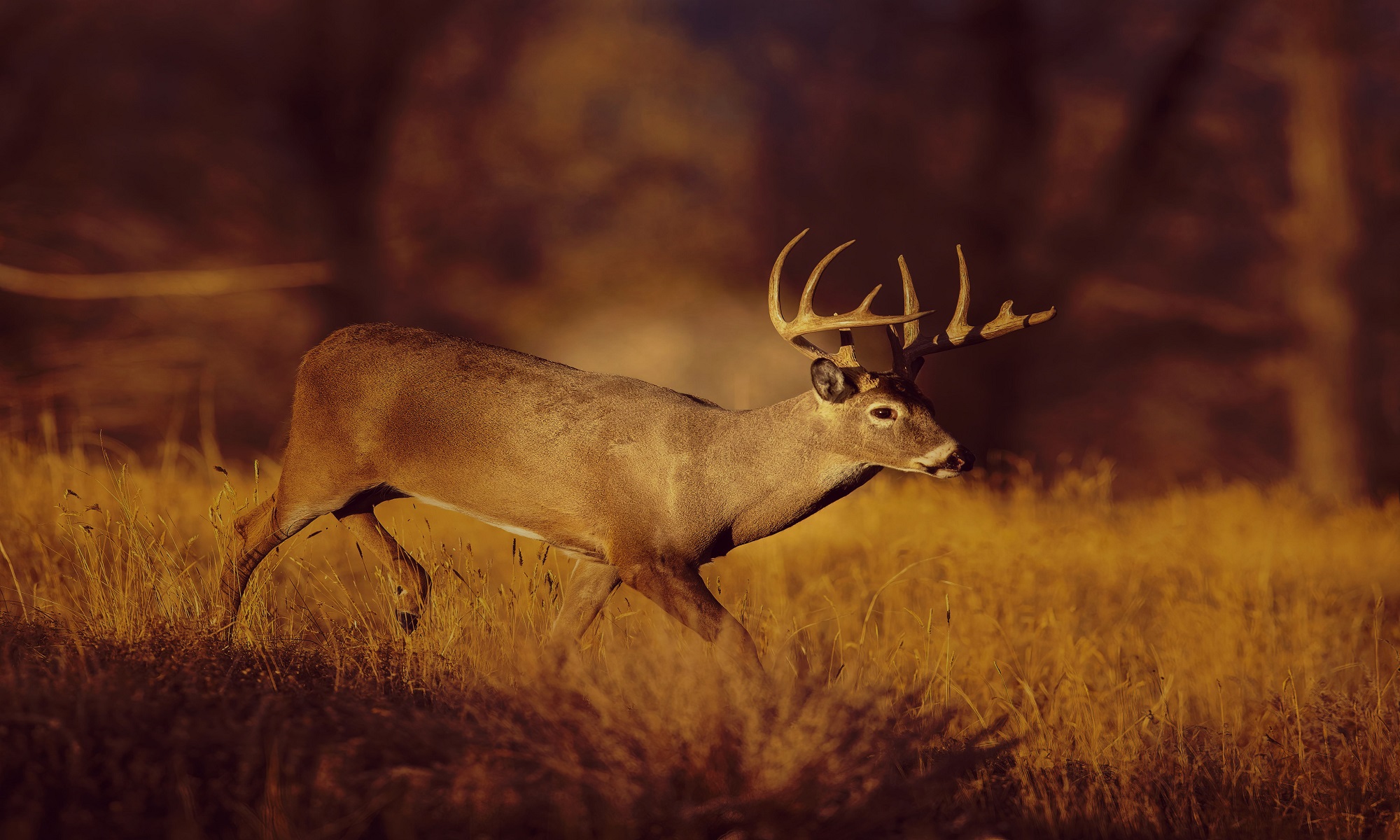 deer_hunting_new_york