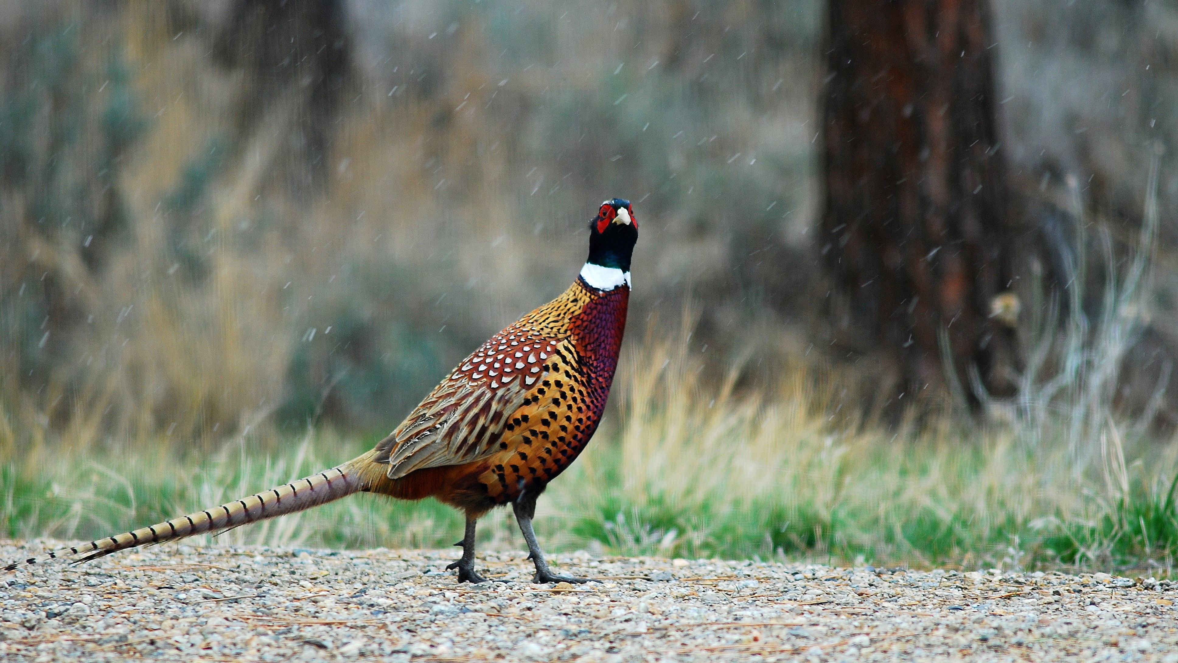 upland-bird